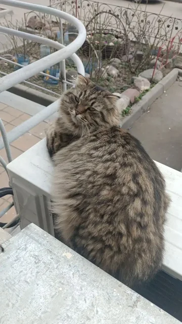 Пропала кошка с ошейником - Посуда и кухонная утварь в Люберцы