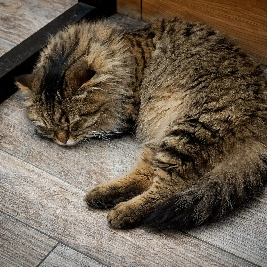 Пропала кошка с ошейником - Барахолка в Люберцы