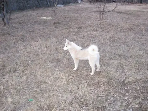 Щенки Западно-Сибирской лайки от рабочих родителей - частное объявление в Романово