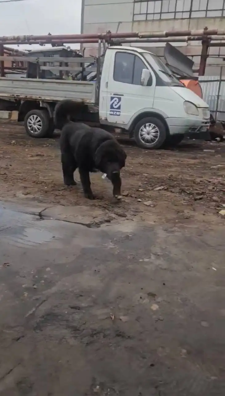 Пропала собака Тайсон в Люберцах - Потерянные/найденные (Животные) в Люберцы