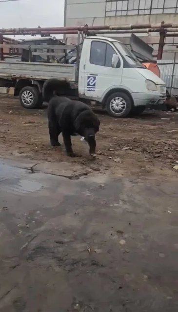 Пропала собака Тайсон в Люберцах - частное объявление в Люберцы