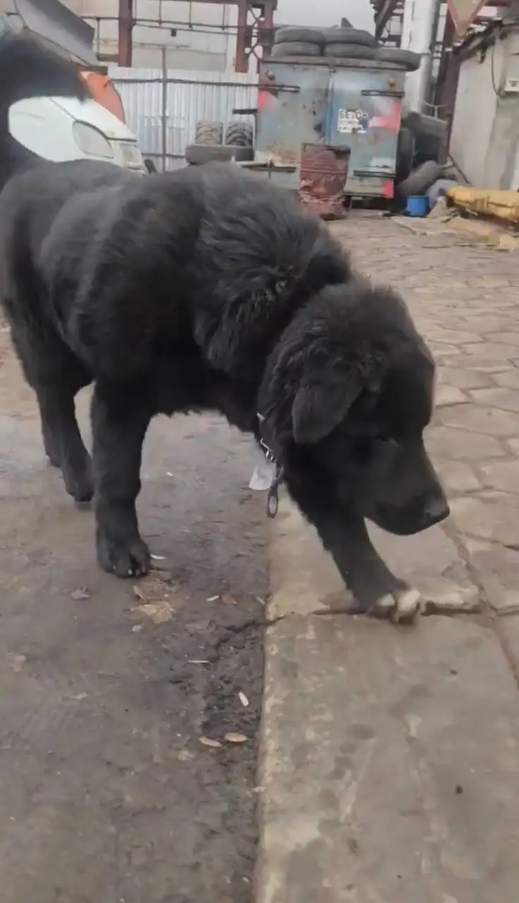 Пропала собака Тайсон в Люберцах - Потерянные/найденные (Животные) в Люберцы