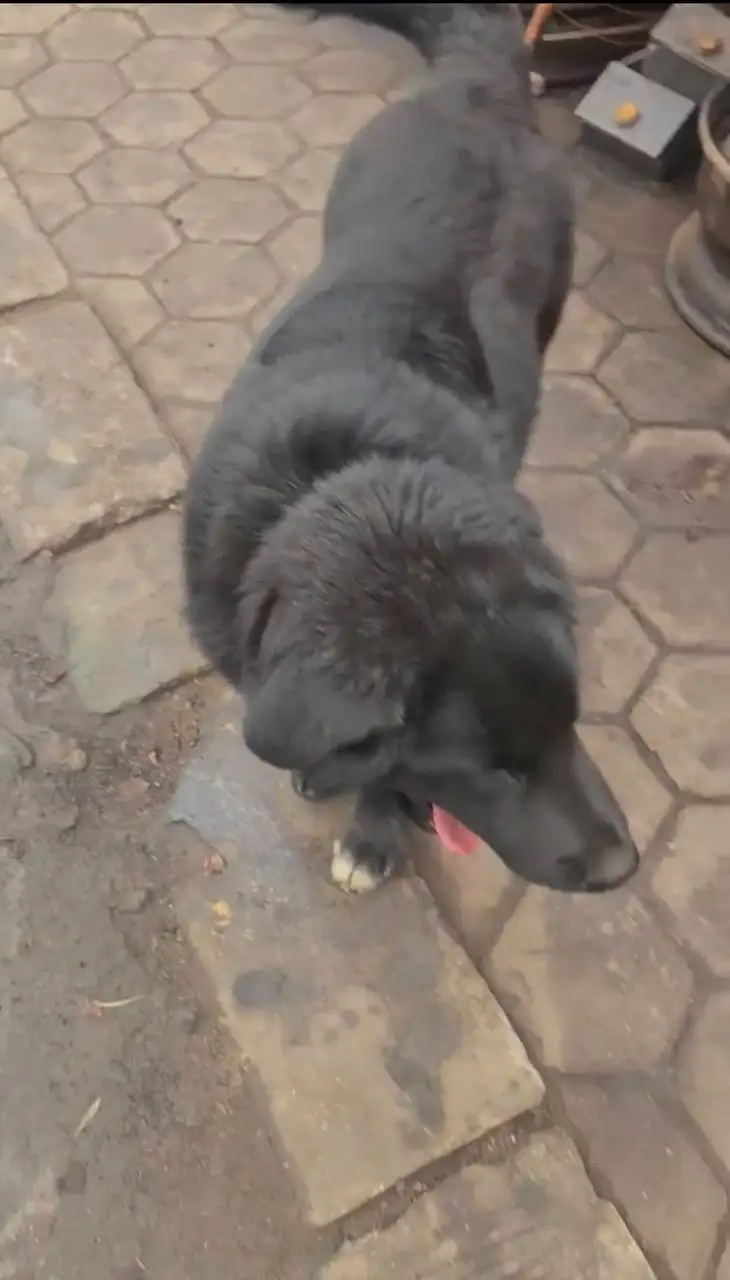 Пропала собака Тайсон в Люберцах - Потерянные/найденные (Животные) в Люберцы