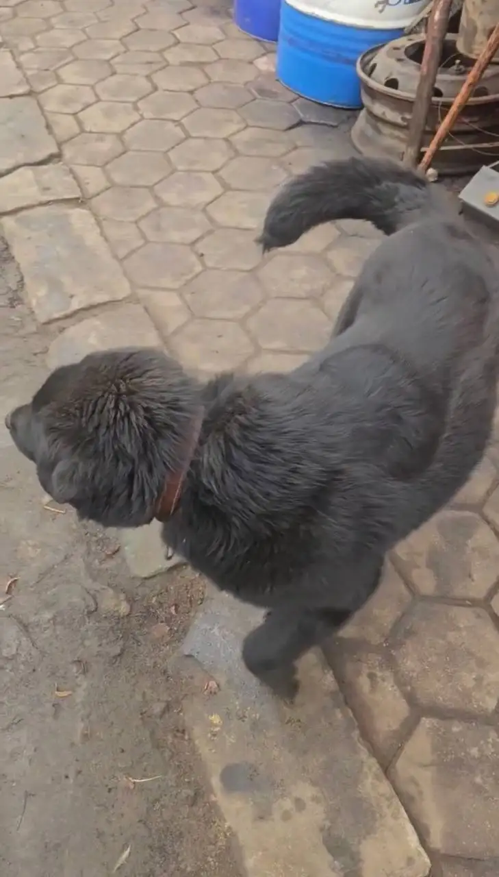 Пропала собака Тайсон в Люберцах - Потерянные/найденные (Животные) в Люберцы