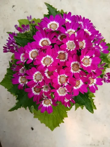 Цинерария цветущая комнатная - Пазлы в Люберцы