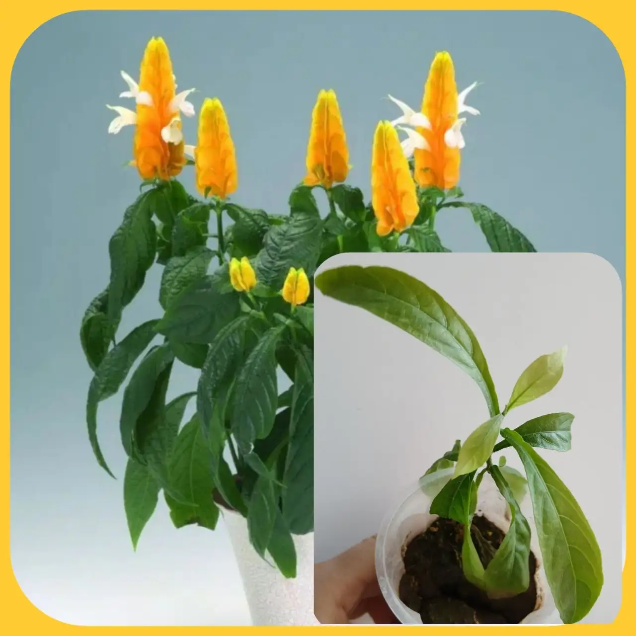 Пахистахис - Барахолка в Люберцы