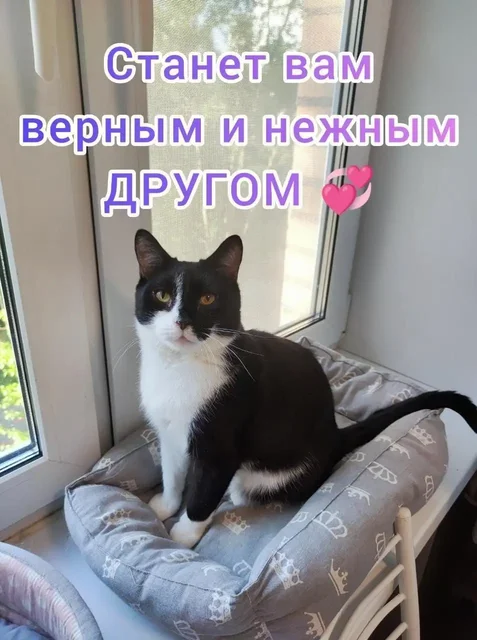 Кот Мигель ищет семью с другим котом - Товары для животных в Люберцы