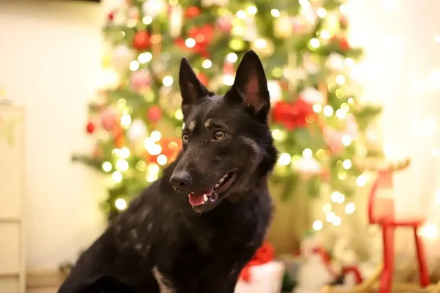 Отдам немецкую овчарку Азу в добрые руки - Собаки в Мытищи