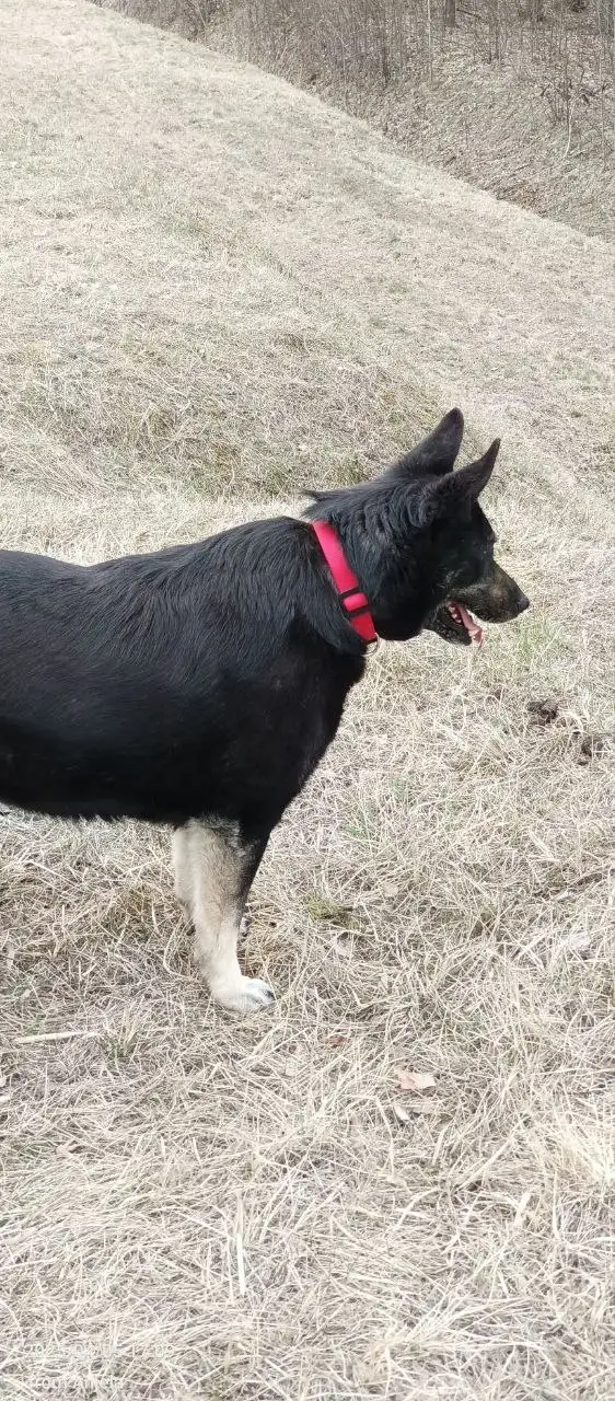 Отдам немецкую овчарку Азу в добрые руки - Собаки (Животные) в Мытищи