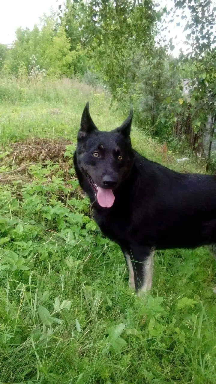 Отдам немецкую овчарку Азу в добрые руки - Собаки (Животные) в Мытищи
