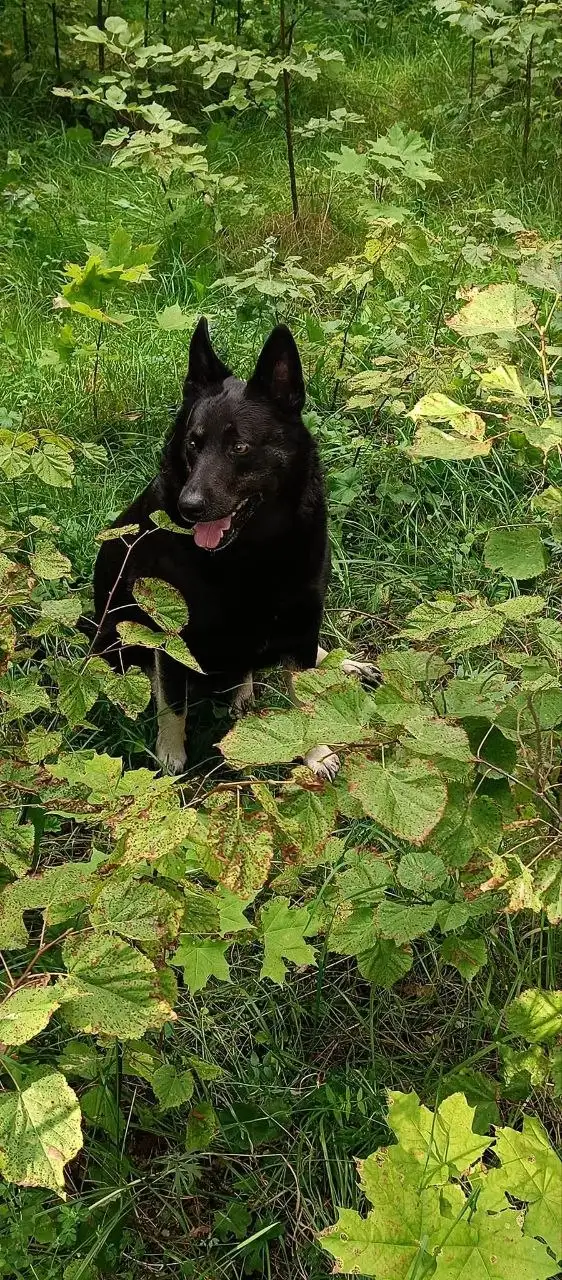 Отдам немецкую овчарку Азу в добрые руки - Собаки (Животные) в Мытищи