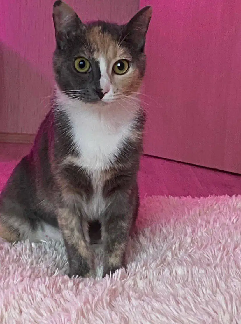 Кошку ищут дом - Животные в Люберцы