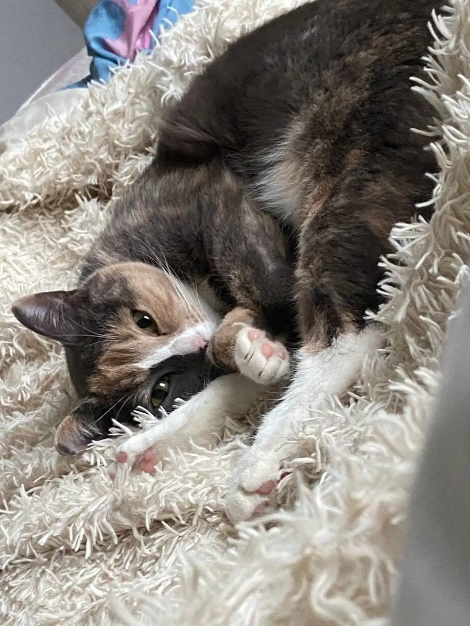 Кошку ищут дом - Животные в Люберцы