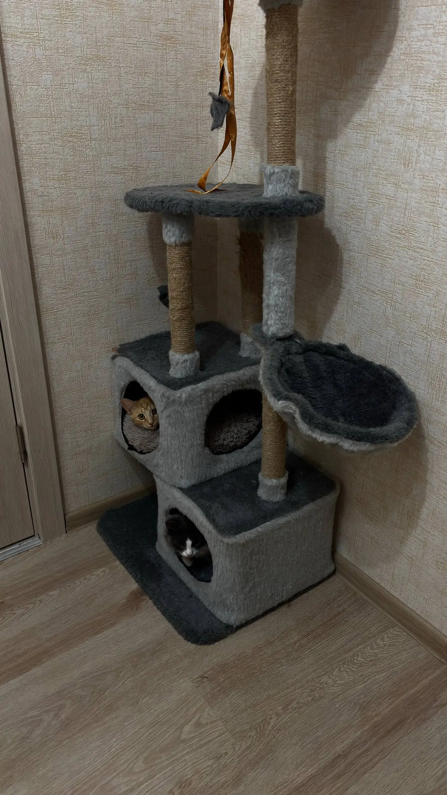 Отдам кошку Мурку в добрые руки - Кошки (Животные) в Люберцы