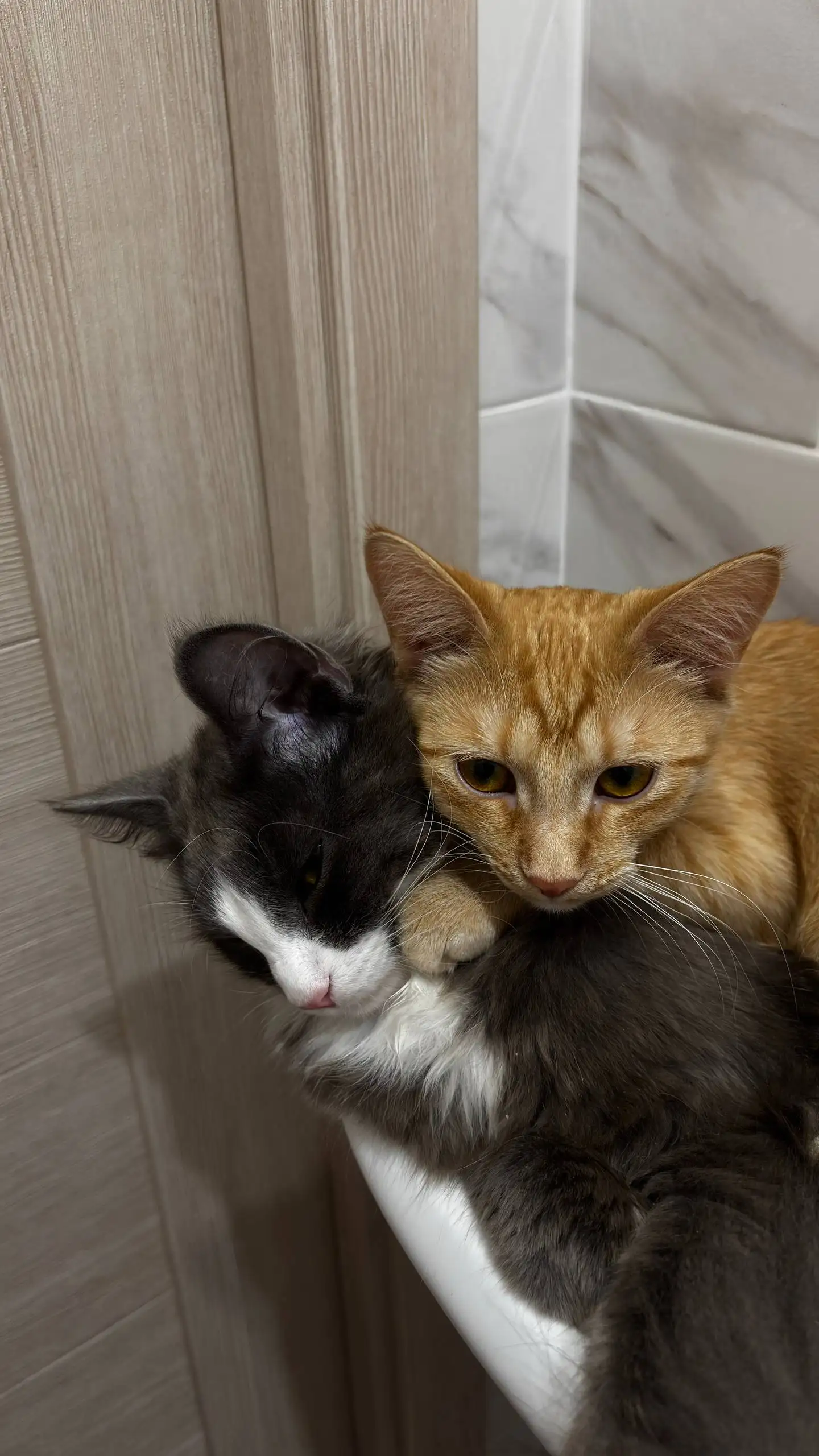 Отдам кошку Мурку в добрые руки - Кошки (Животные) в Люберцы