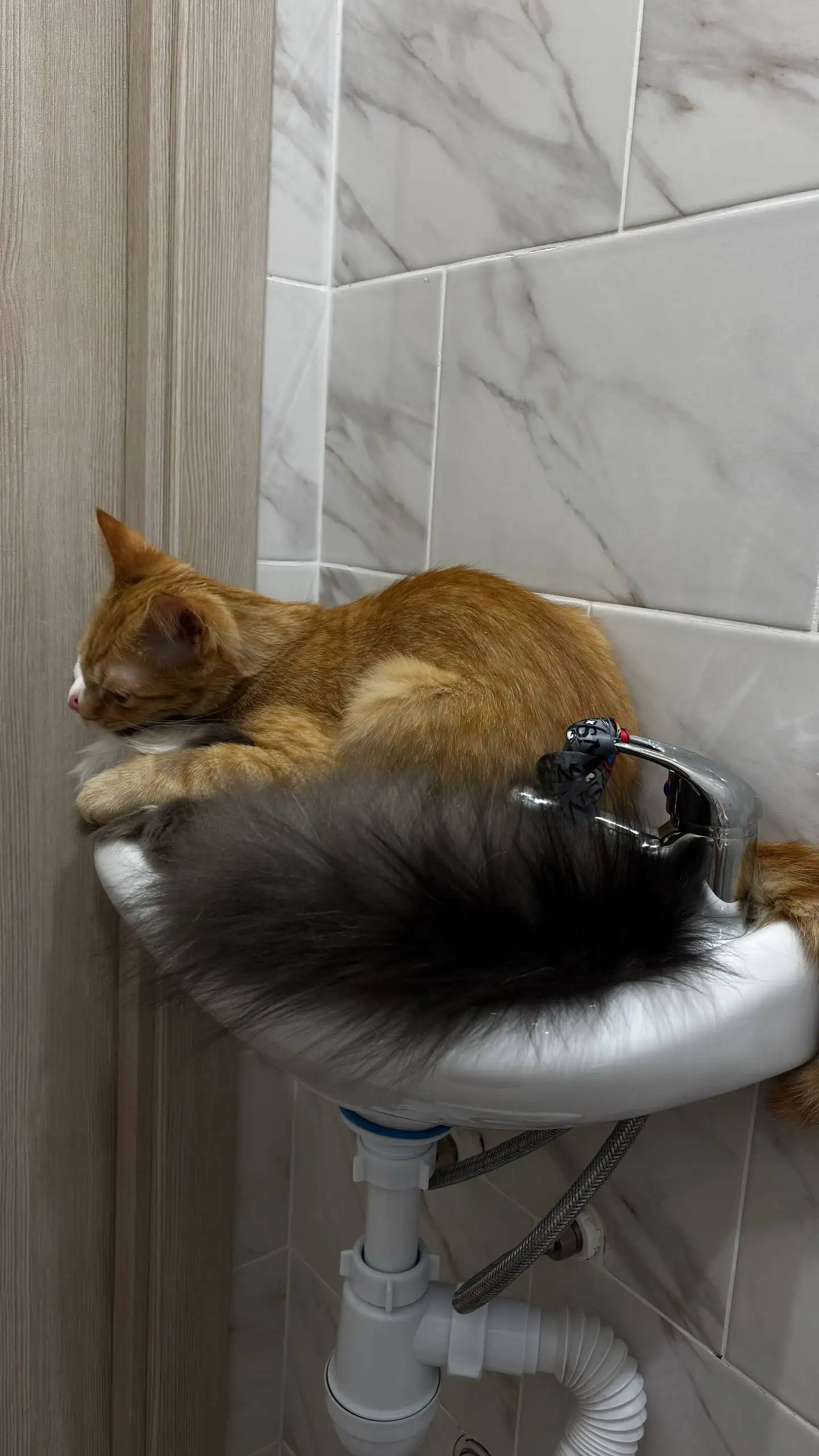 Отдам кошку Мурку в добрые руки - Кошки (Животные) в Люберцы