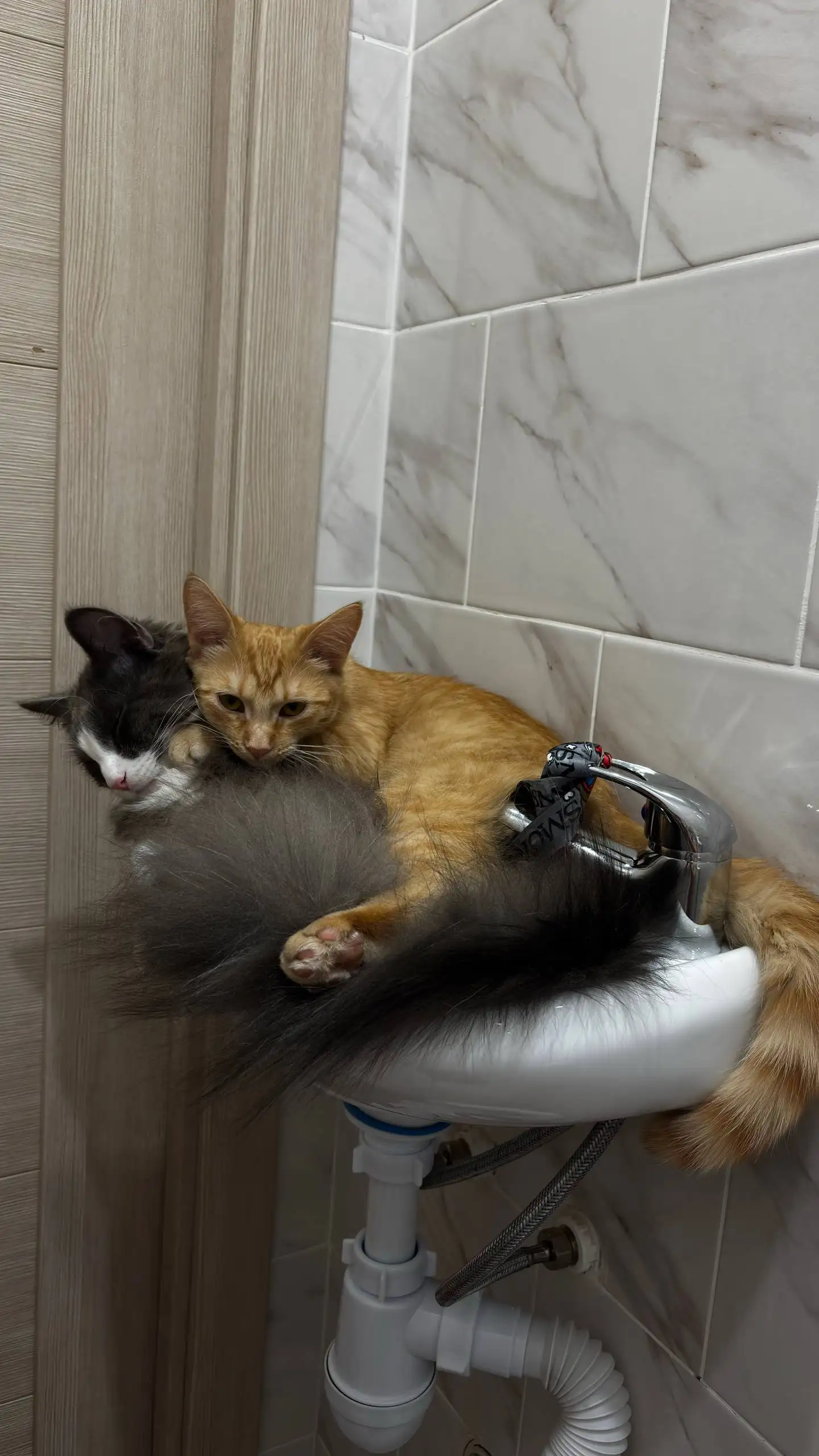 Отдам кошку Мурку в добрые руки - Кошки (Животные) в Люберцы