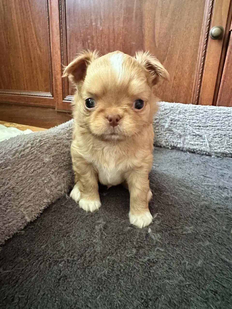 Чихуахуа щенки - Собаки (Животные) в Люберцы