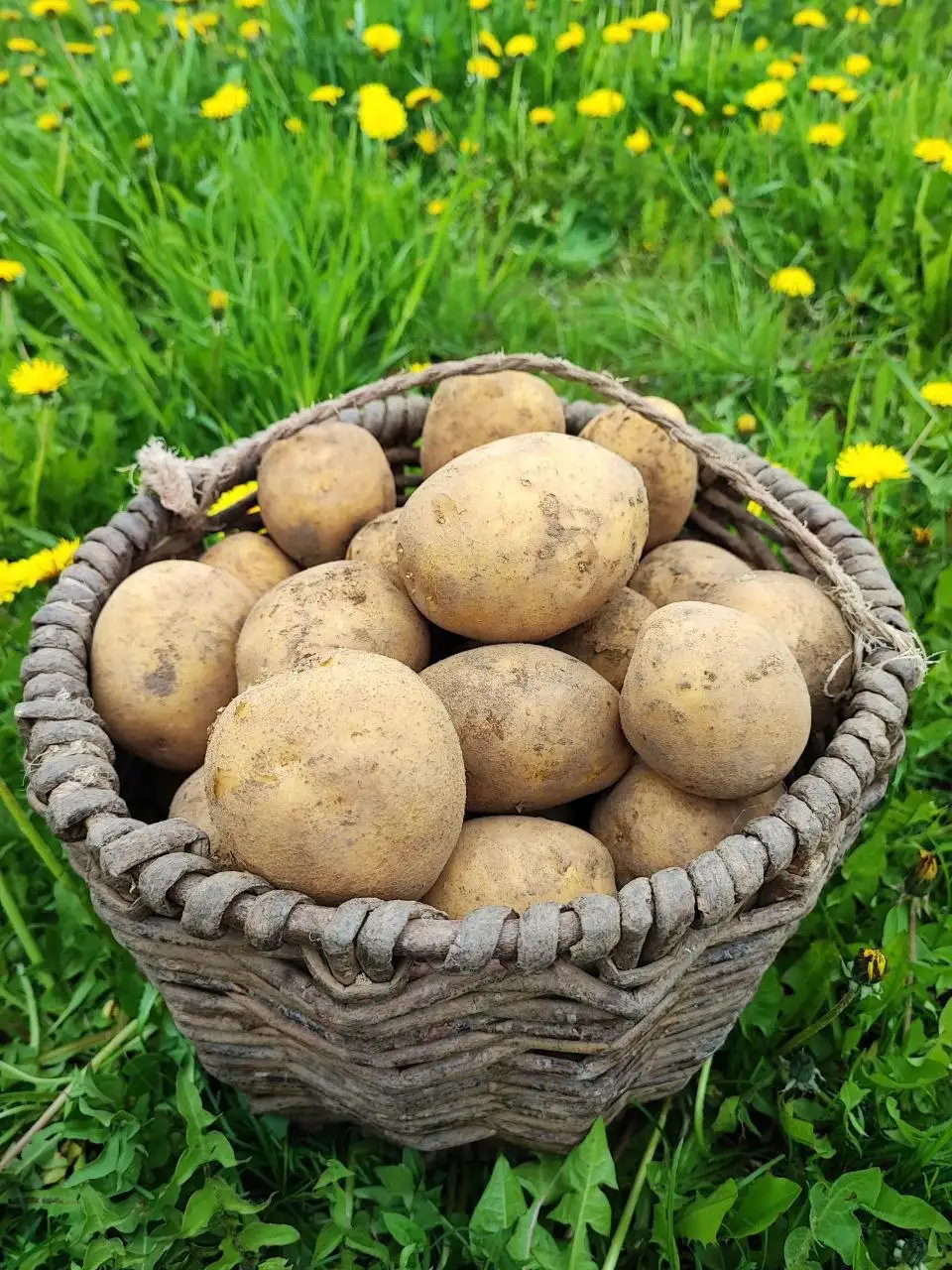 Продам картофель сорт Гала - Продукты (Барахолка) в Люберцы