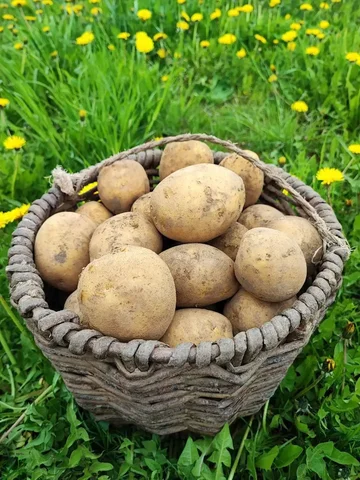 Продам картофель сорт Гала - Посуда в Люберцы