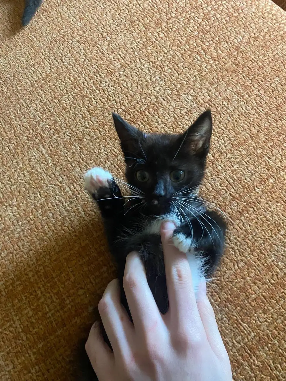 3 кошки Манчкин котята - Кошки (Животные) в Люберцы