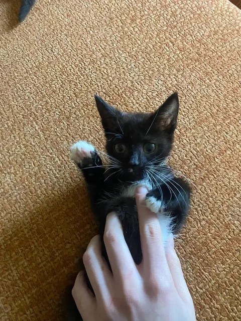 3 кошки Манчкин котята - Аквариумистика в Люберцы