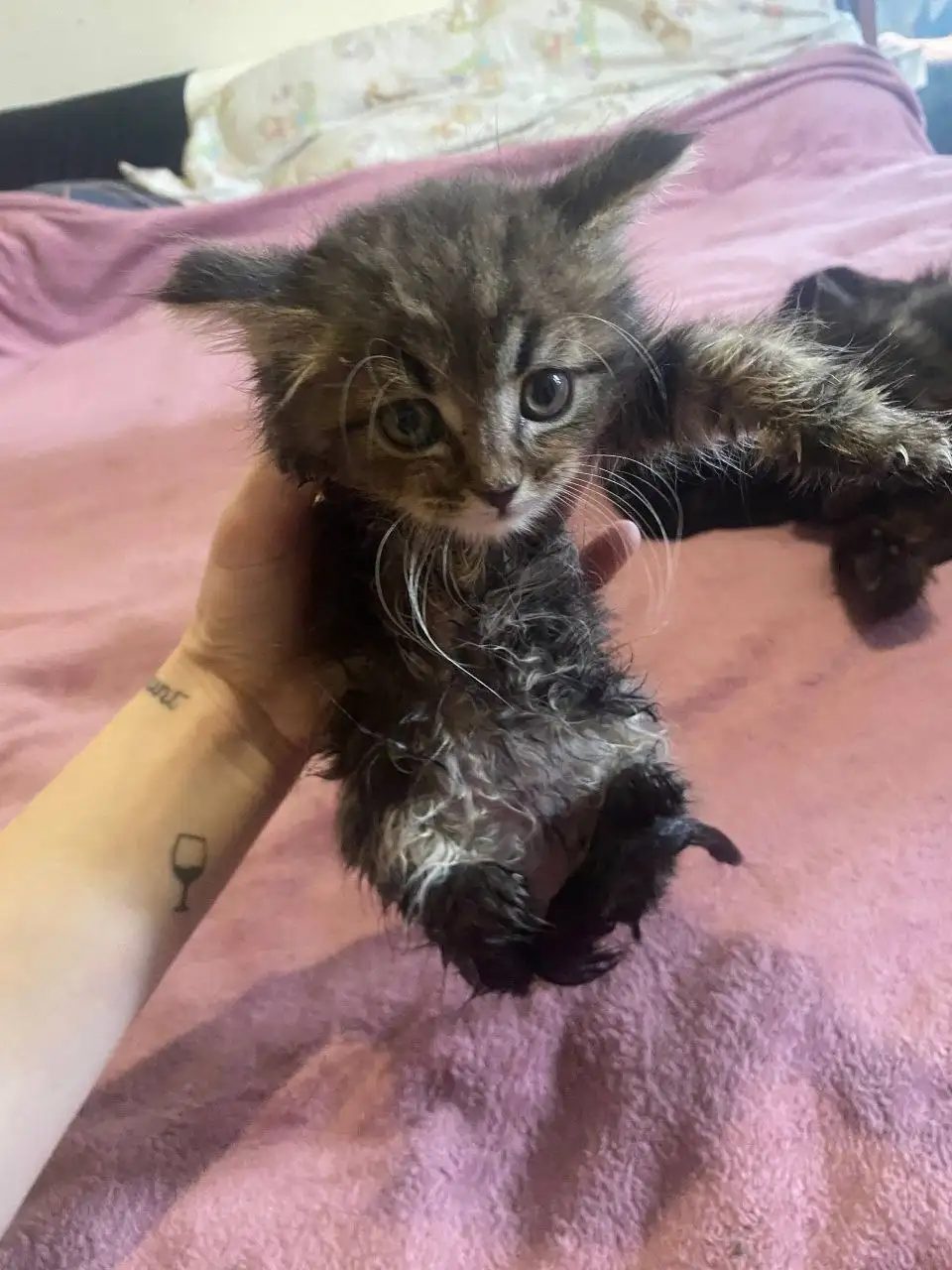 3 кошки Манчкин котята - Кошки (Животные) в Люберцы