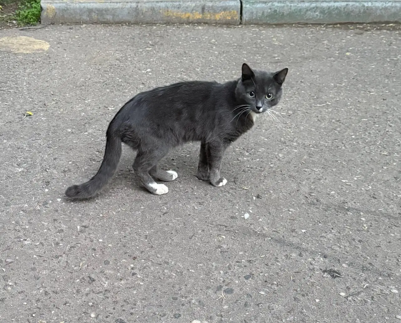 Котик ищет дом - Животные в Люберцы