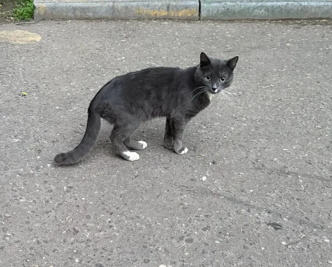 Котик ищет дом - частное объявление в Люберцы