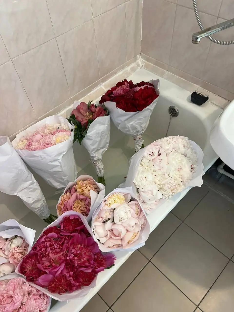 Продам пионы - Растения в Некрасовка