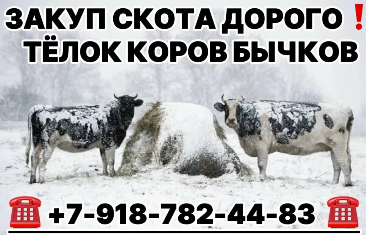 Закупка КРС и МРС (быков, тёлок, овец) - Скот (Животные) в Хакасия и Красноярский край