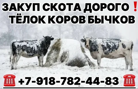 Закупка КРС и МРС (быков, тёлок, овец) - Скот в Хакасия и Красноярский край