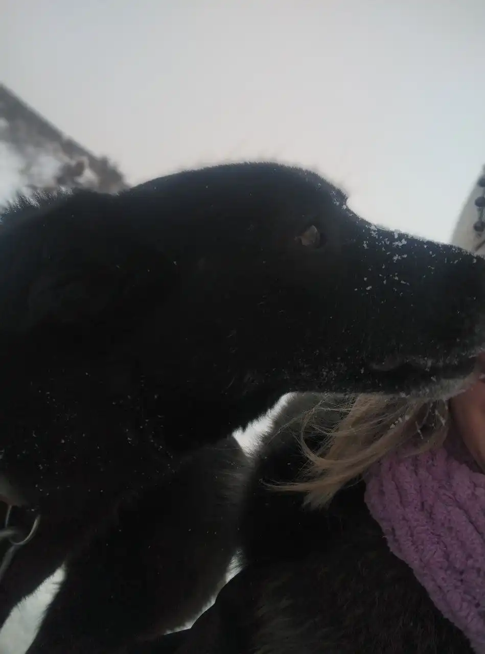 Ищу хозяев для собаки Тучки в Абакане - Собаки (Животные) в Абакан