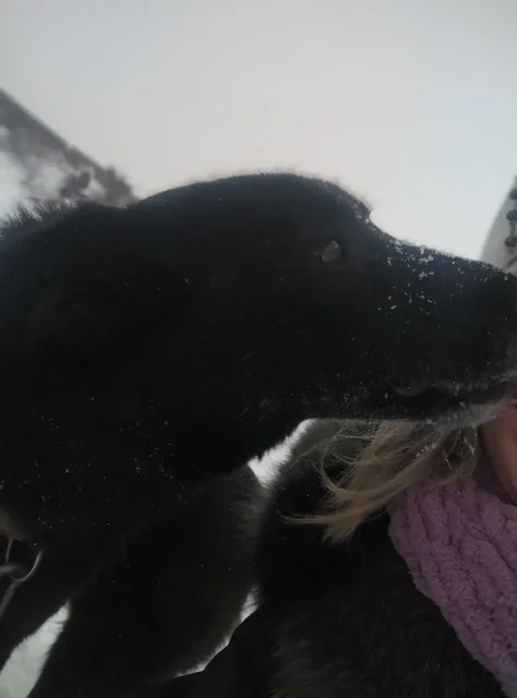 Ищу хозяев для собаки Тучки в Абакане - Собаки в Абакан