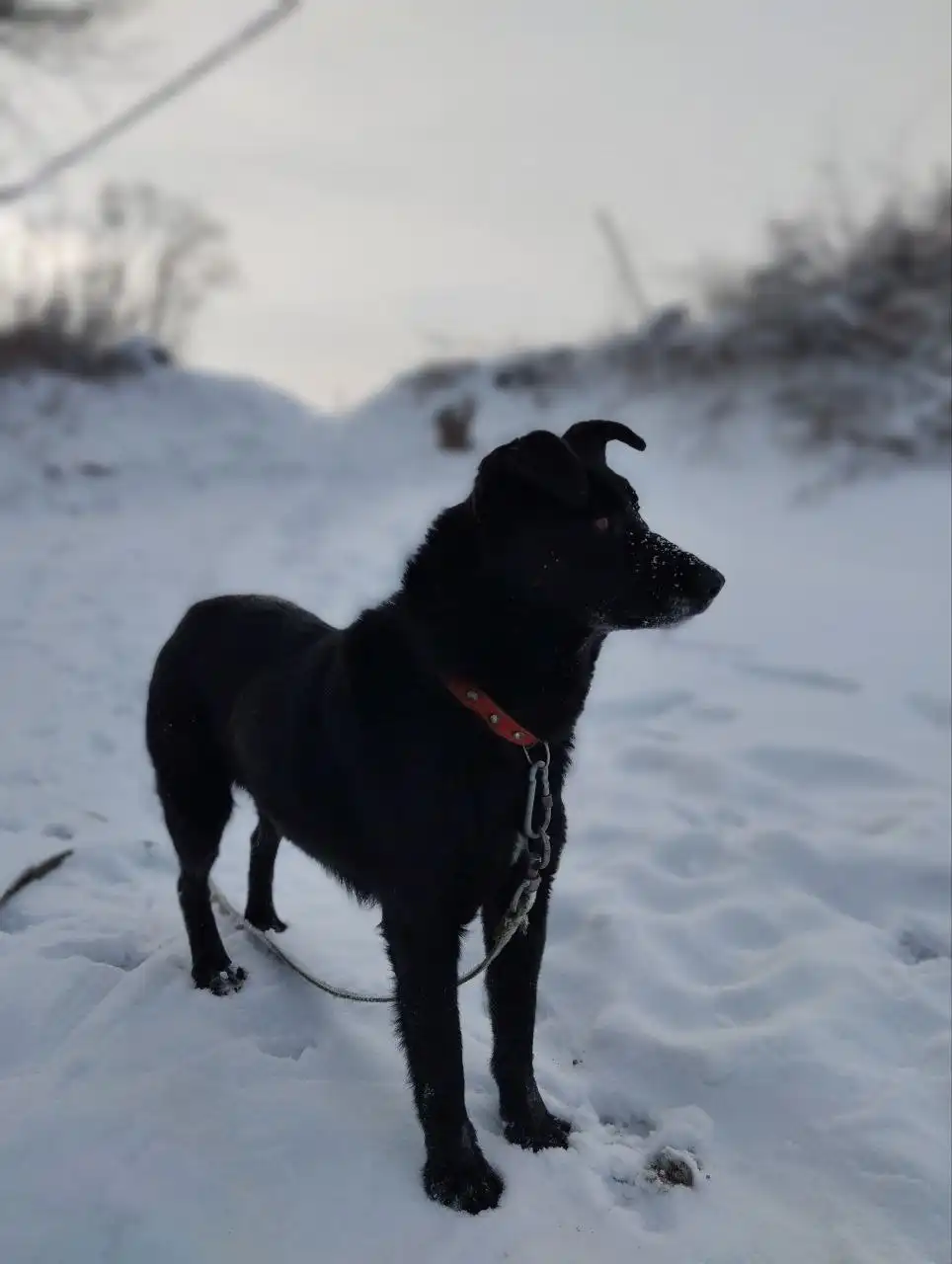 Ищу хозяев для собаки Тучки в Абакане - Собаки (Животные) в Абакан