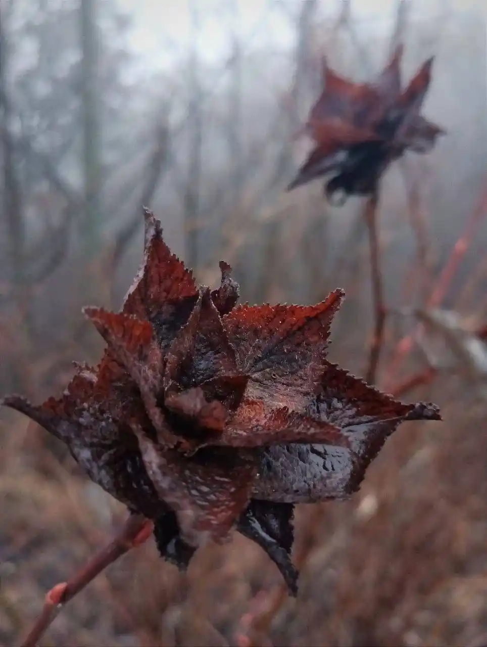 Мрачные кадры из Жигулевского заповедника - частное объявление в Самара