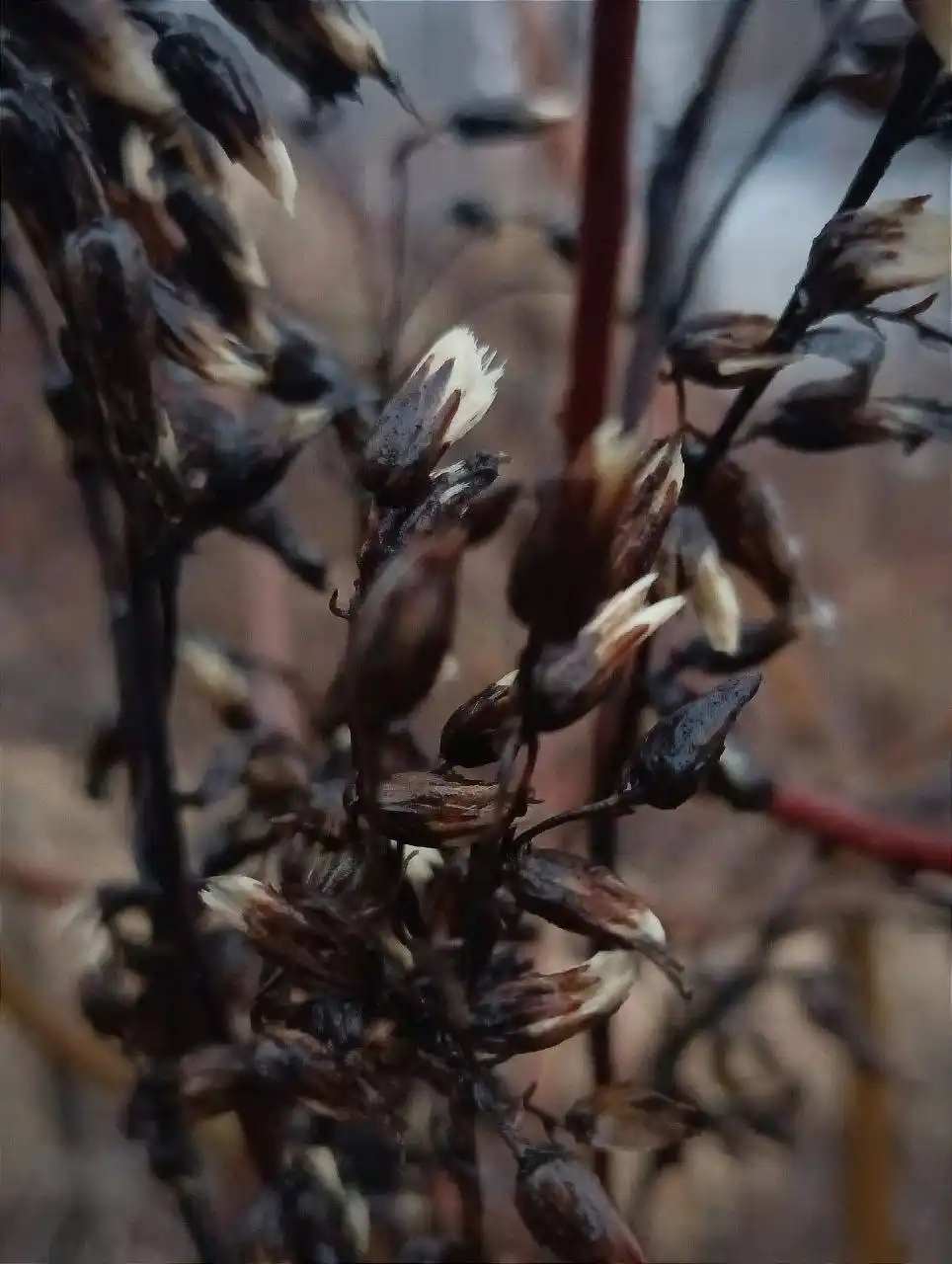 Мрачные кадры из Жигулевского заповедника