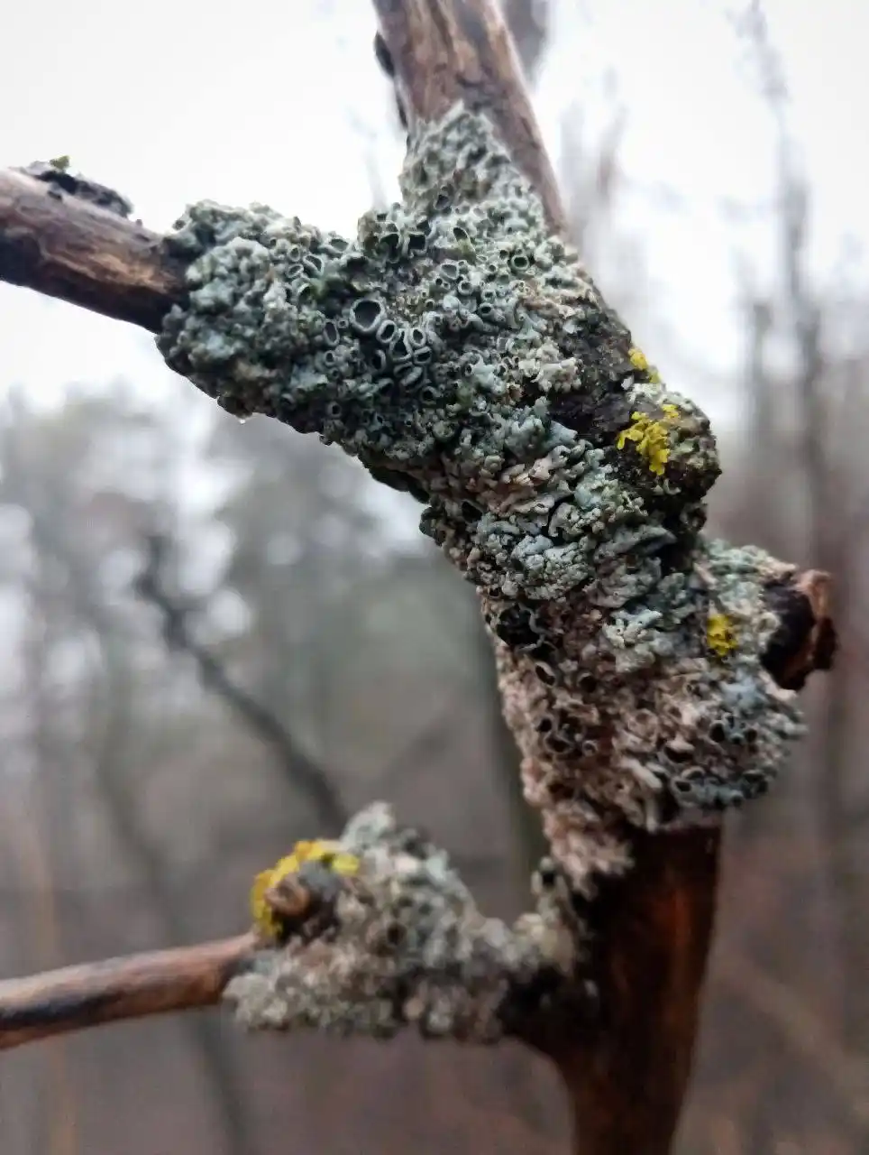 Мрачные кадры из Жигулевского заповедника