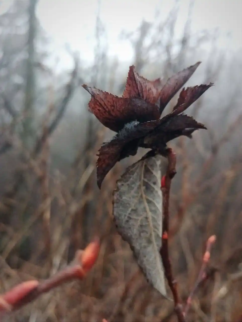 Мрачные кадры из Жигулевского заповедника