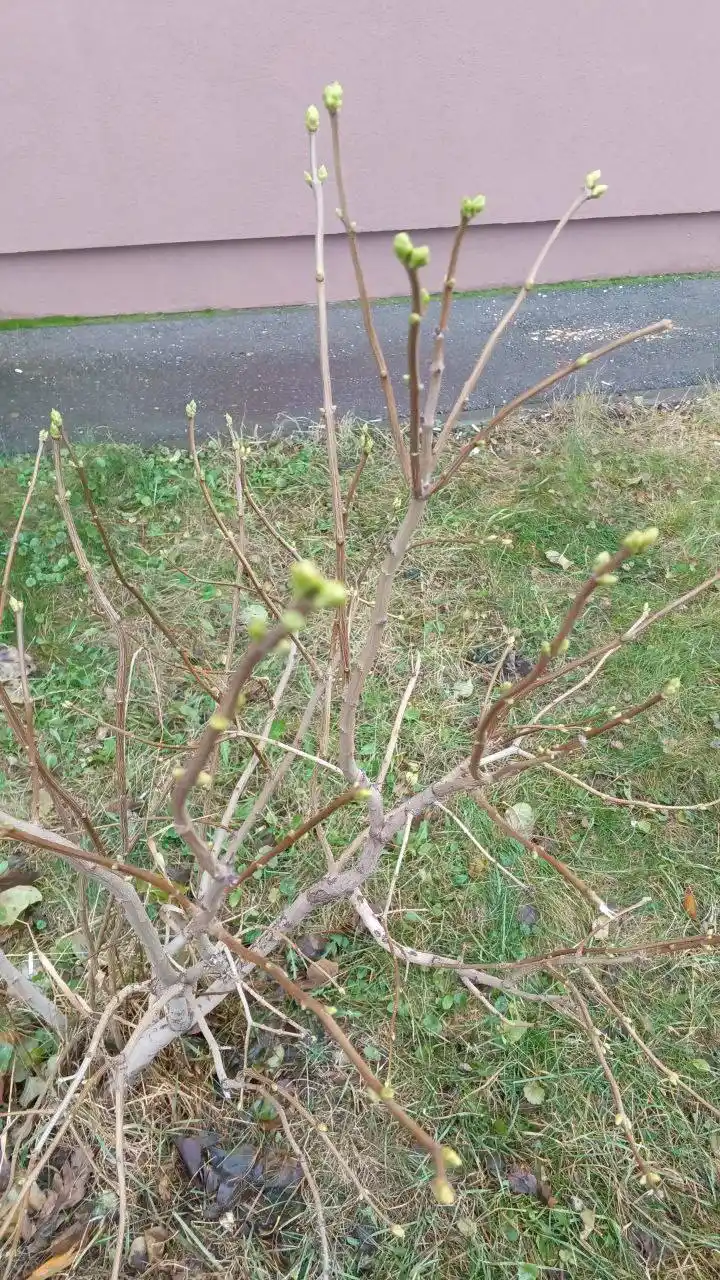 Природа не знает, что через неделю зима - Услуги в Самара