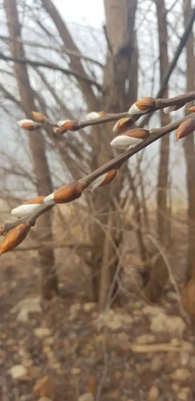 В Южном городе проснулась верба
