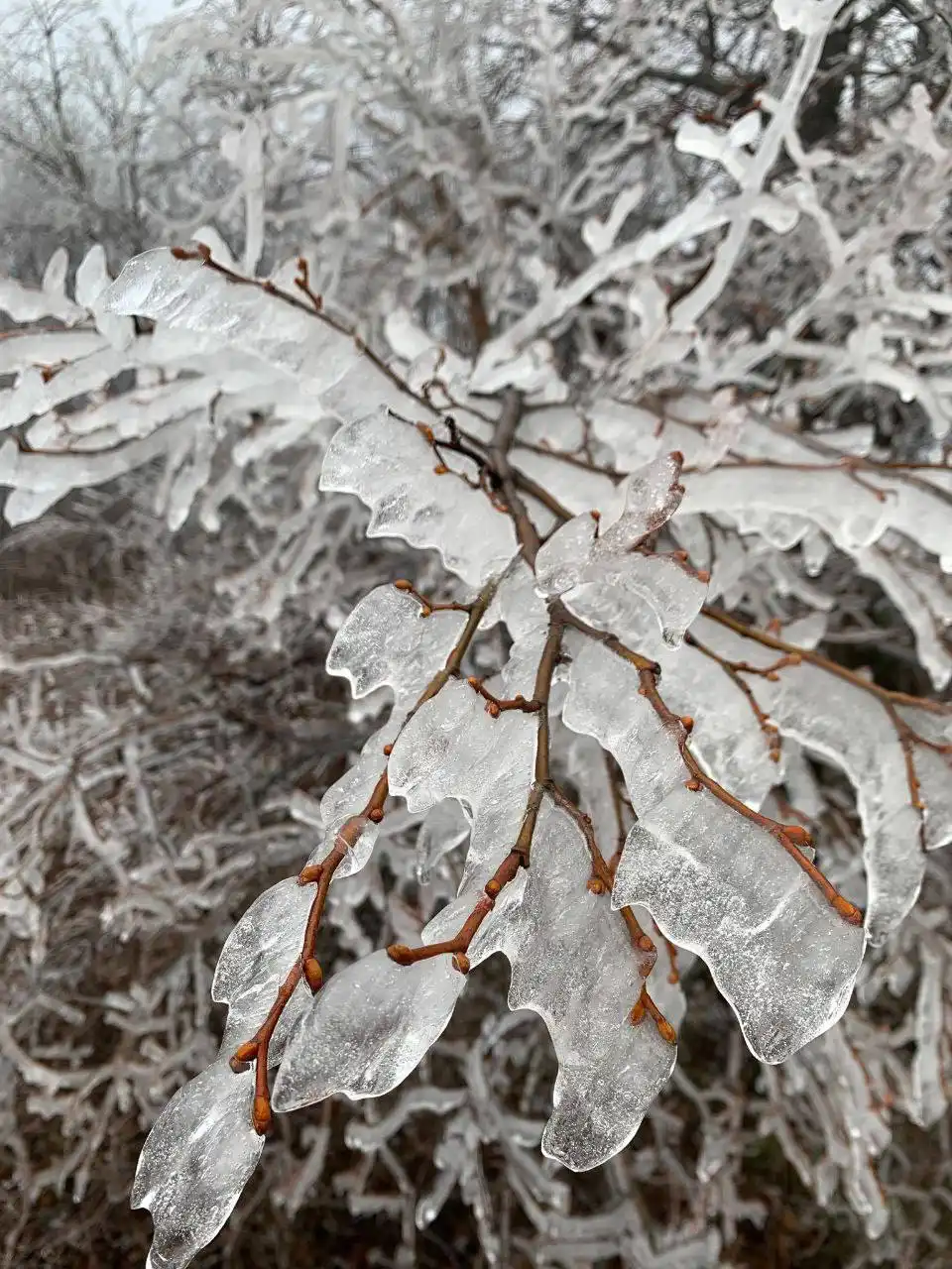 Ледяная красота в Жигулевском заповеднике
