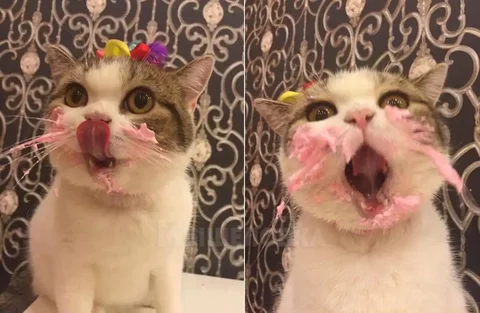 Поздравление с Днем шококоладного пирожного в Самаре - Услуги в Самара