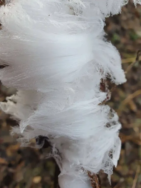 Ледяные волосы в Бузулукском бору - Хобби и отдых в Самара