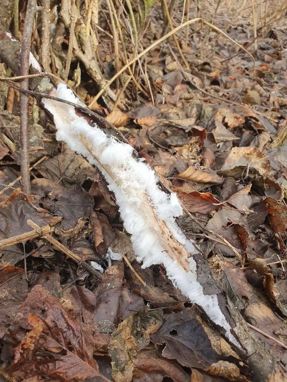 Ледяные волосы в Бузулукском бору