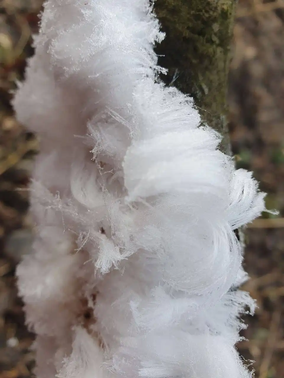Ледяные волосы в Бузулукском бору