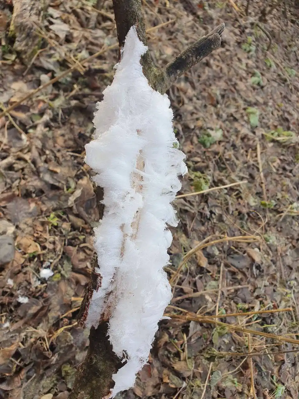 Ледяные волосы в Бузулукском бору