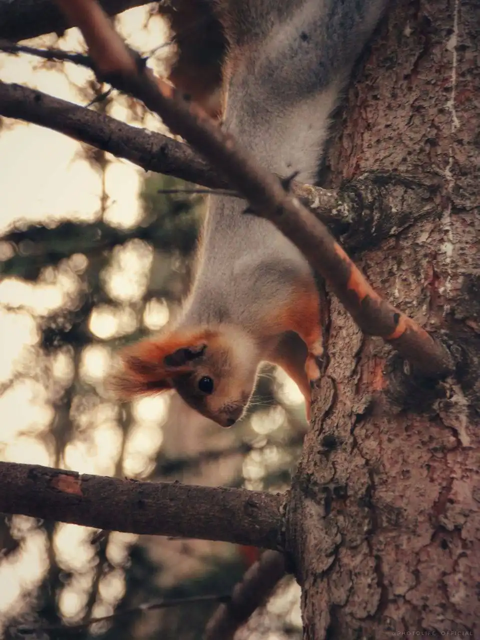 Фотосессия в загородном парке