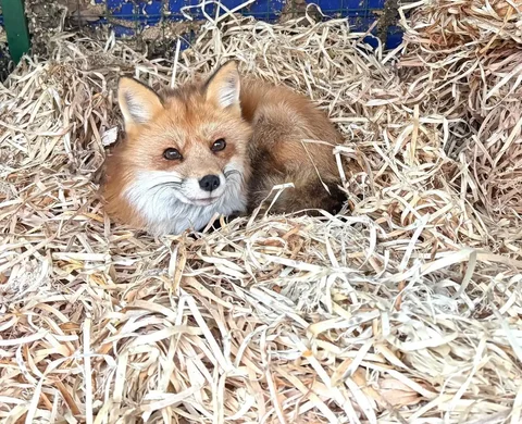 Продажа соломки для конного домика - Хобби и отдых в Самара