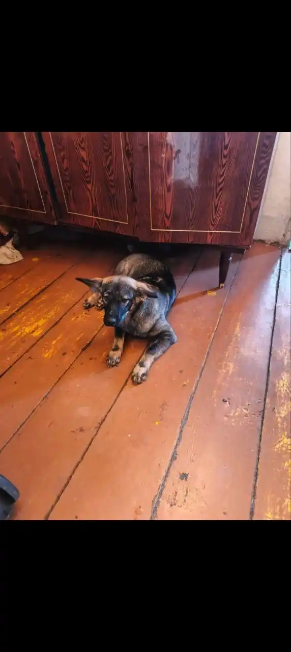 Кутята ищут добрых хозяев